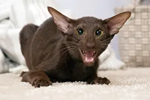 Growling: Cat Oriental mouth open