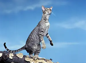 Orientals: Cat - Oriental silver tabby