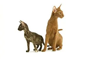 Tortoiseshells: Cat - Oriental tortie seal kitten with Cinnamon