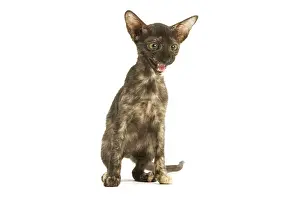 Tortoiseshells: Cat - Oriental tortie seal kitten in studio