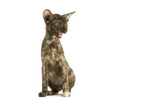 Tortoiseshells: Cat - Oriental tortie seal kitten in studio