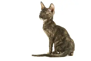 Tortoiseshells: Cat - Oriental tortie seal kitten in studio