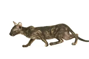 Tortoiseshells: Cat - Oriental tortie seal kitten in studio