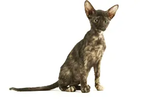 Tortoiseshells: Cat - Oriental tortie seal kitten in studio