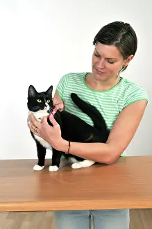 Flea: Cat - owner fitting cats collar