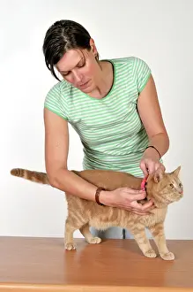 Flea: Cat - owner fitting cats collar