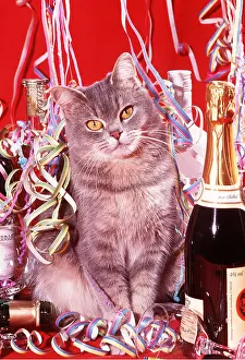 Celebrations: CAT AT A PARTY - STREAMERS