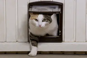 Pushed: Cat passing through a catflap France