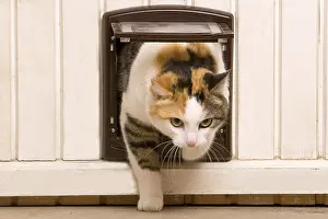 Pushed: Cat passing through a catflap France