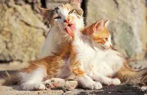 Santorini: CAT- Patched tabby, tortoiseshell, and white, licking kitten