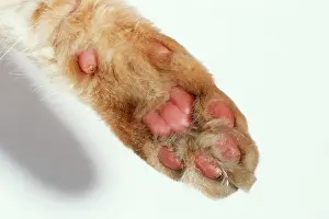 Pads: CAT Paw - close-up of pads