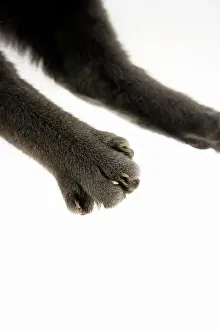 Nails: Cat - paw showing claws