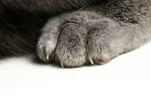Nails: Cat - paw showing claws