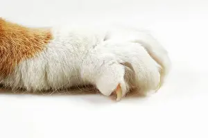 Nails: Cat - paw showing claws