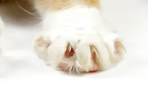 Nails: Cat - paw showing claws