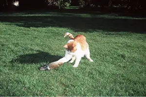 Pouncing: CAT - Pawing at dead rabbit on grass