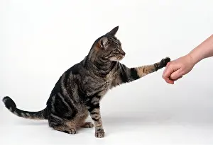 Begging: CAT - PAWS / TOUCHES HAND TO RECEIVE FOOD