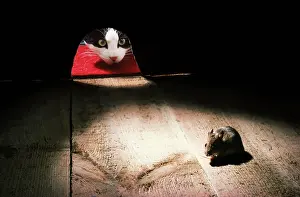 Peers: CAT - peers through mouse hole at mouse