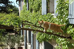 Kinds: Cat on a pergola