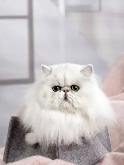 Chinchillas: Cat Persan chinchilla
