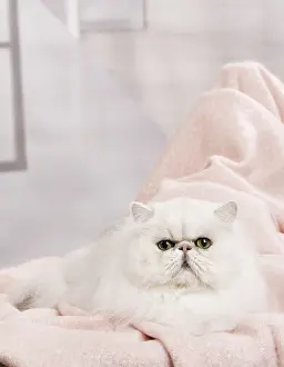 Chinchillas: Cat Persan chinchilla
