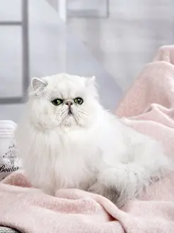 Chinchillas: Cat Persan chinchilla
