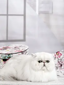 Chinchillas: Cat Persan chinchilla