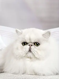 Chinchillas: Cat Persan chinchilla