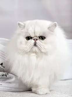 Chinchillas: Cat Persan chinchilla