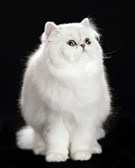 Chinchillas: Cat Persan chinchilla