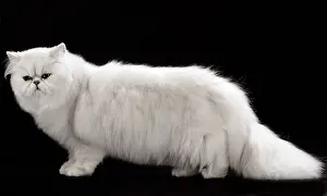 Chinchillas: Cat Persan chinchilla
