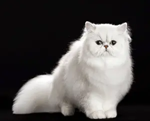 Chinchillas: Cat Persan chinchilla