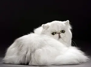 Chinchillas: Cat Persan chinchilla