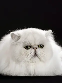 Chinchillas: Cat Persan chinchilla