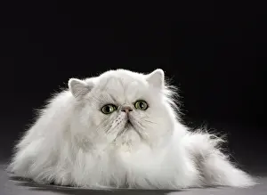 Chinchillas: Cat Persan chinchilla