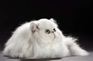 Chinchillas: Cat Persan chinchilla