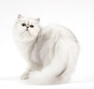 Chinchillas: Cat Persan chinchilla