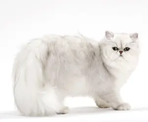 Chinchillas: Cat Persan chinchilla