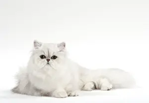 Chinchillas: Cat Persan chinchilla