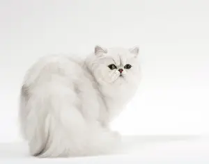 Chinchillas: Cat Persan chinchilla