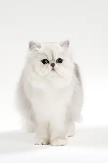 Chinchillas: Cat Persan chinchilla