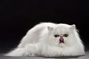 Chinchillas: Cat Persan chinchilla showing tongue licking