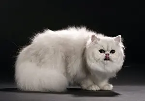 Chinchillas: Cat Persan chinchilla showing tongue licking
