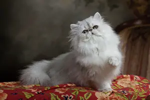 Greet: Cat - Persian