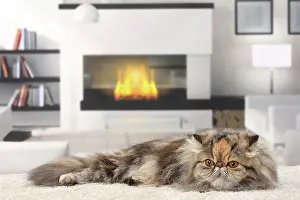 Fireplace: Cat Persian