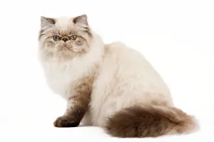 Grumpy: Cat - Persian