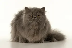 Amber: CAT. Persian, adult, Blue, amber eyes, laying, studio