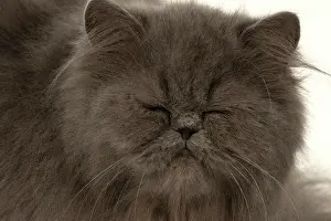Amber: CAT. Persian, adult, Blue, amber eyes, face on, studio