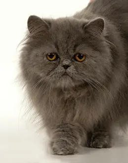 Amber: CAT. Persian, adult, Blue, amber eyes, face on, studio