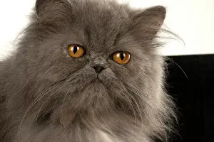 Amber: CAT. Persian, adult, Blue, amber eyes, face on, studio